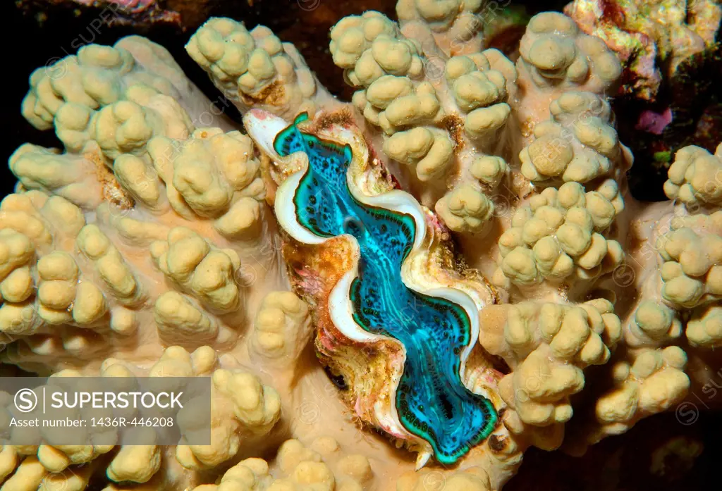 Tridacna saltwater clam species Tridacna Bruguière, Red Sea, Egypt
