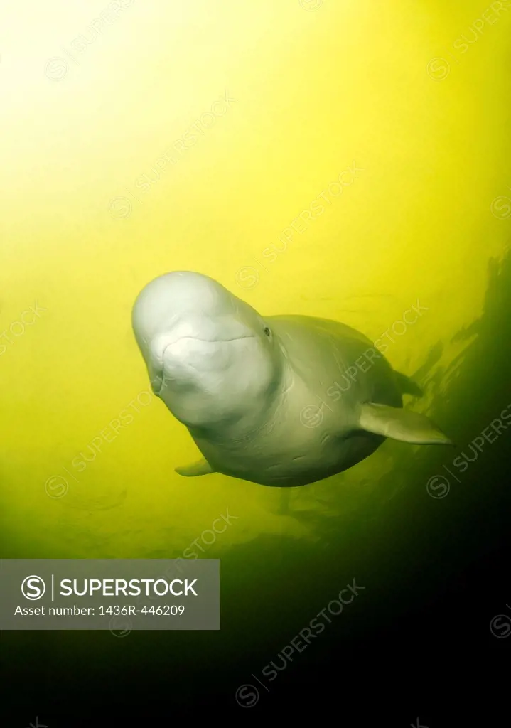 Beluga, White whale Delphinapterus leucas, White Sea, Kareliya, Russia, Arctic