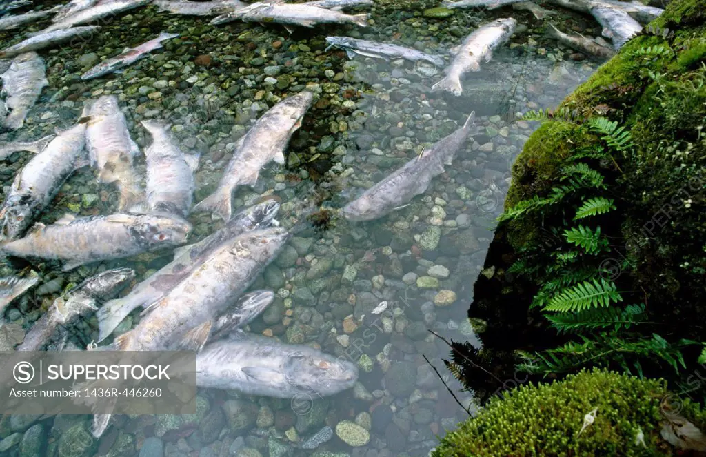 Spawned salmon  Squamish River  Squamish, British Columbia  Canada