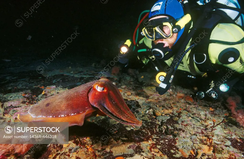 Giant cuttlefish Sepia apama  Tasmania, Australia