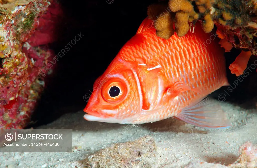 Long-jawed squirrelfish Sargocentron spiniferum Red Sea, Egypt, Africa