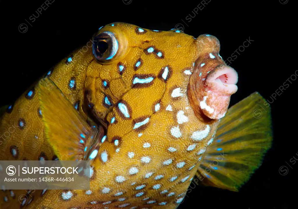 Yellow boxfish Ostracion cubicus Red Sea, Egypt, Africa