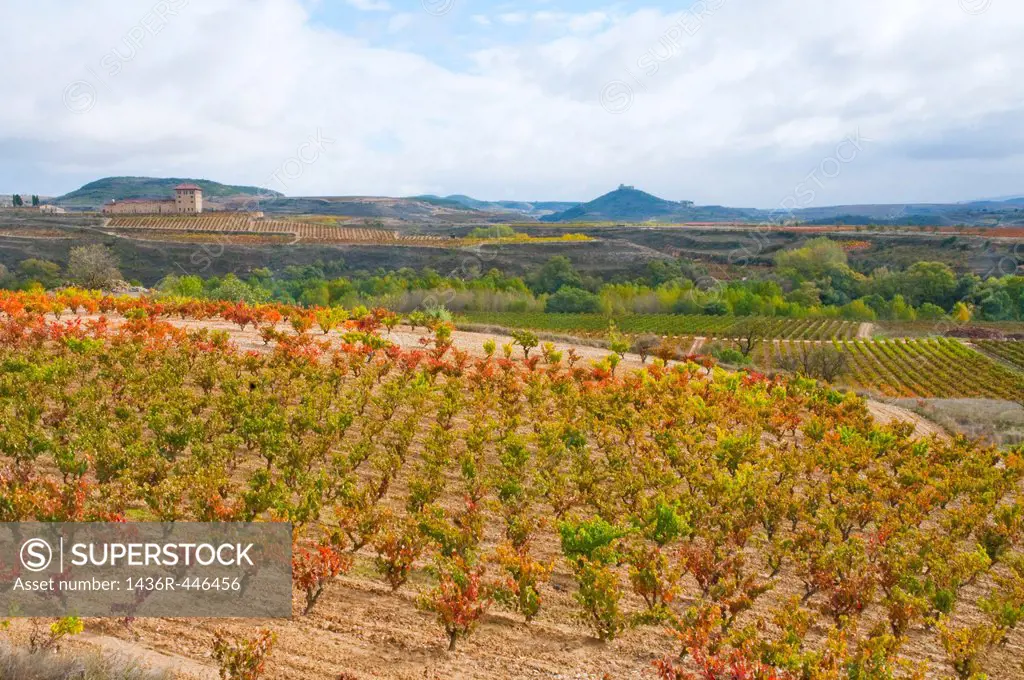 Vineyards in autumn. La Sonsierra, La Rioja, Spain.