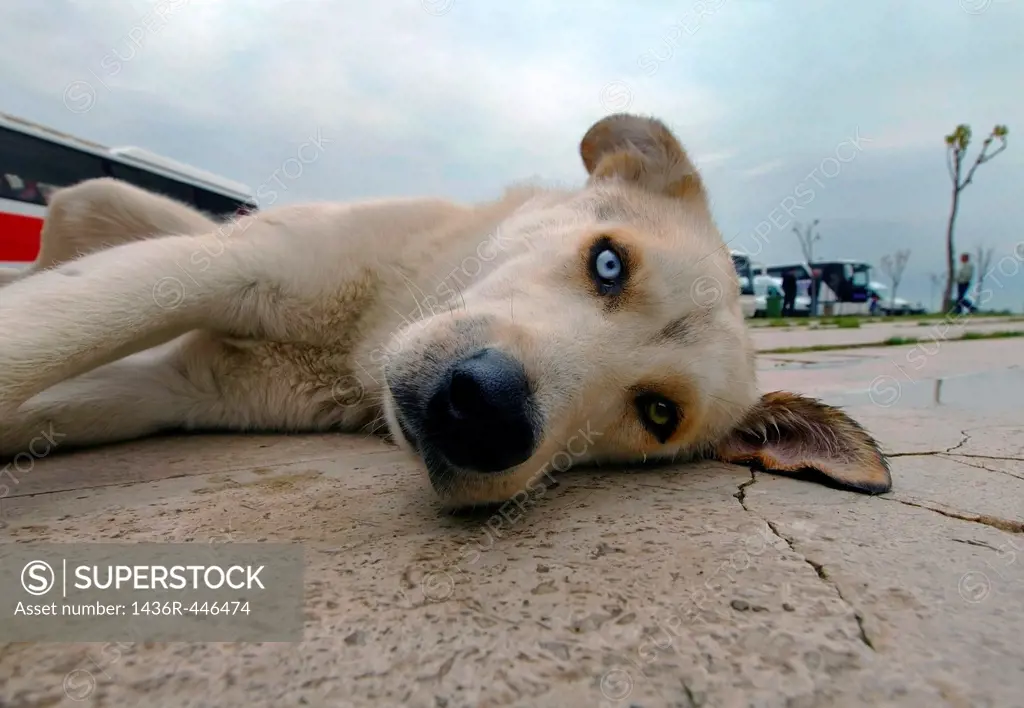 Dog with different colored eyes, Antalya, Turkey, Western Asia