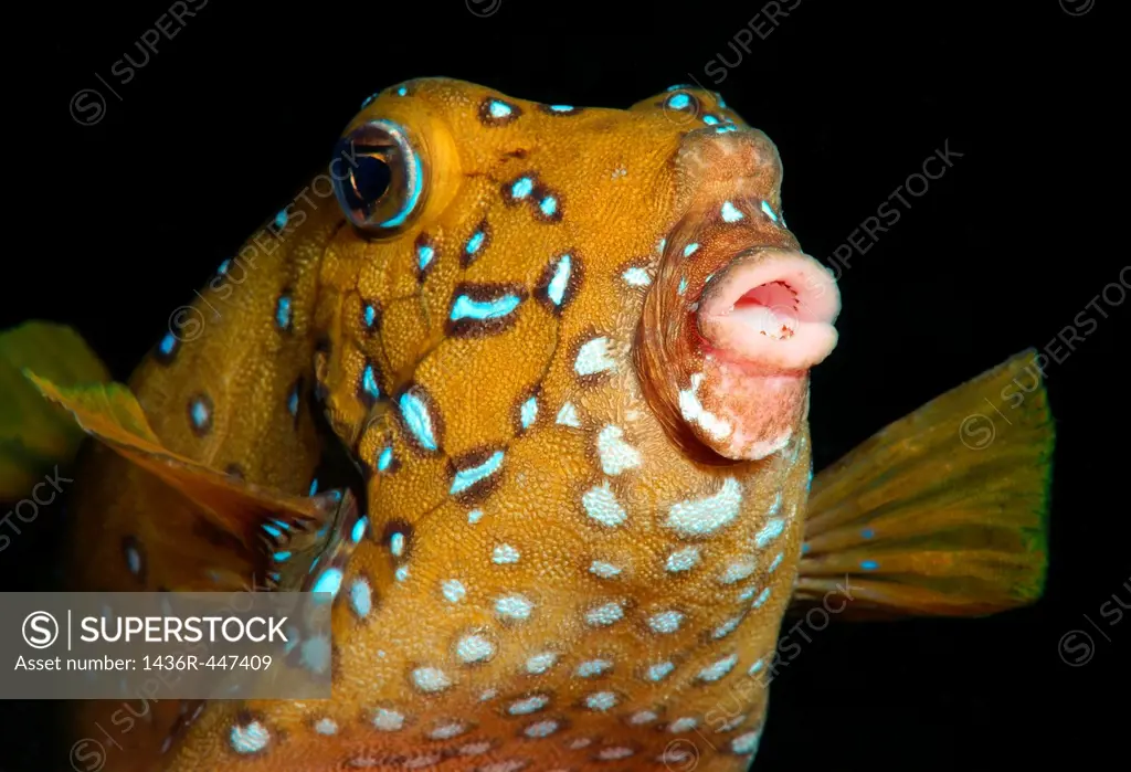 Yellow boxfish Ostracion cubicus Red Sea, Egypt, Africa