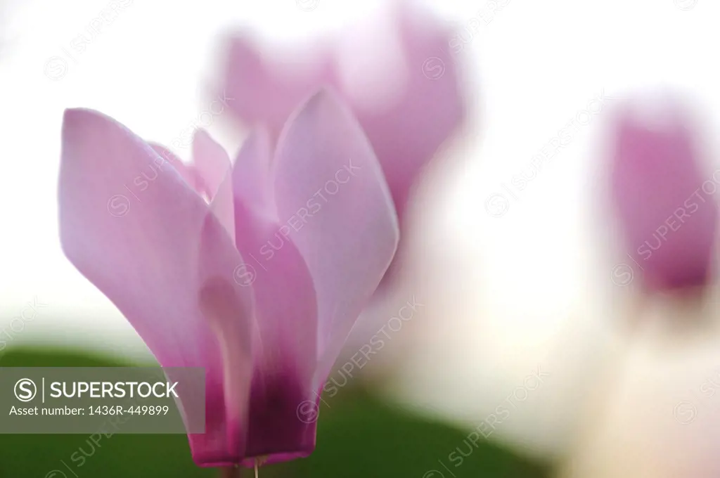 Persian Violets (Cyclamen persicum), Photographed in Israel.