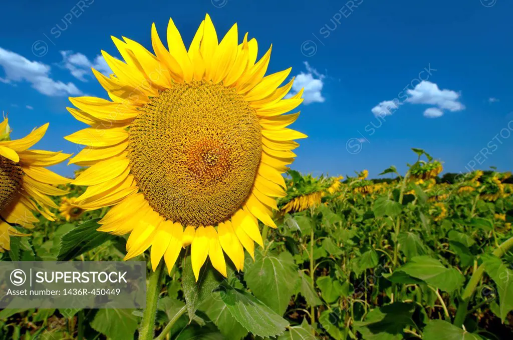 Sunflower (Helianthus annuus), sunflower field, Odessa, Ukraine, Eastern Europe.