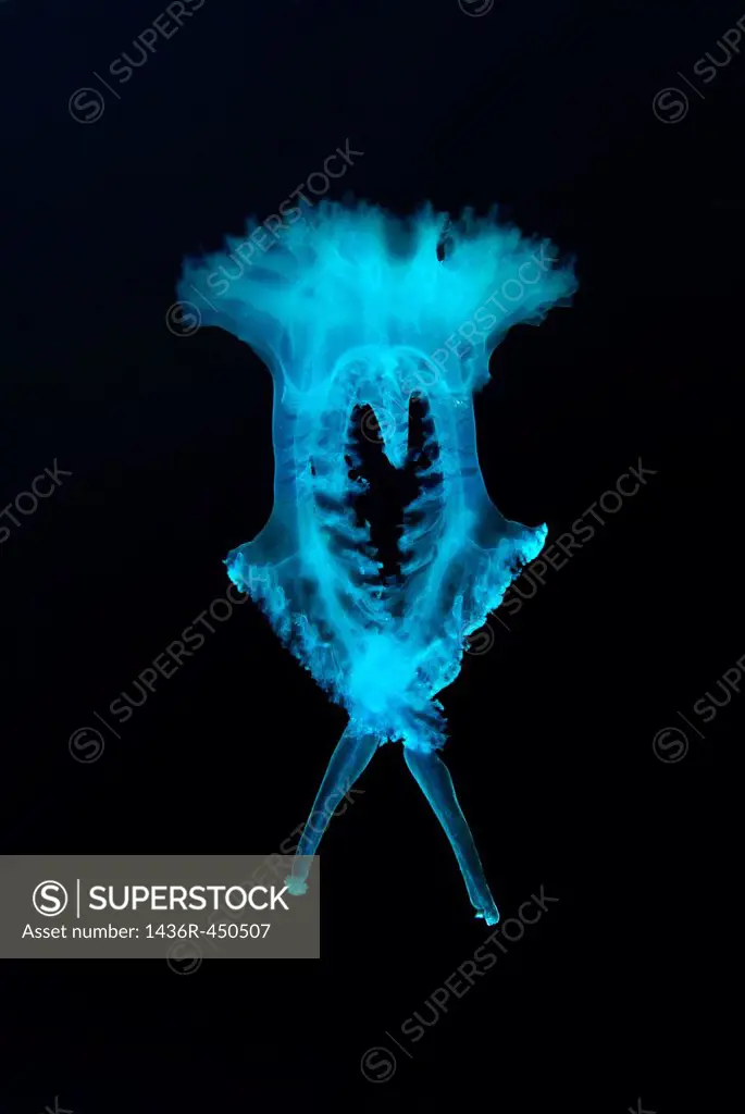 Jellyfish (Medusozoa sp.) unknown to science, Black Sea, Crimea, Ukraine, Eastern Europe.