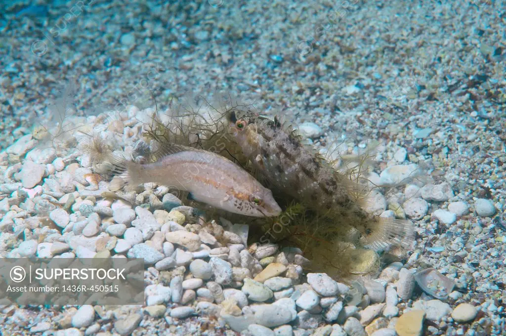 Male and female fish Karraspio grisa (Symphodus cinereus) on the nest. Black Sea, Crimea, Ukraine, Eastern Europe.