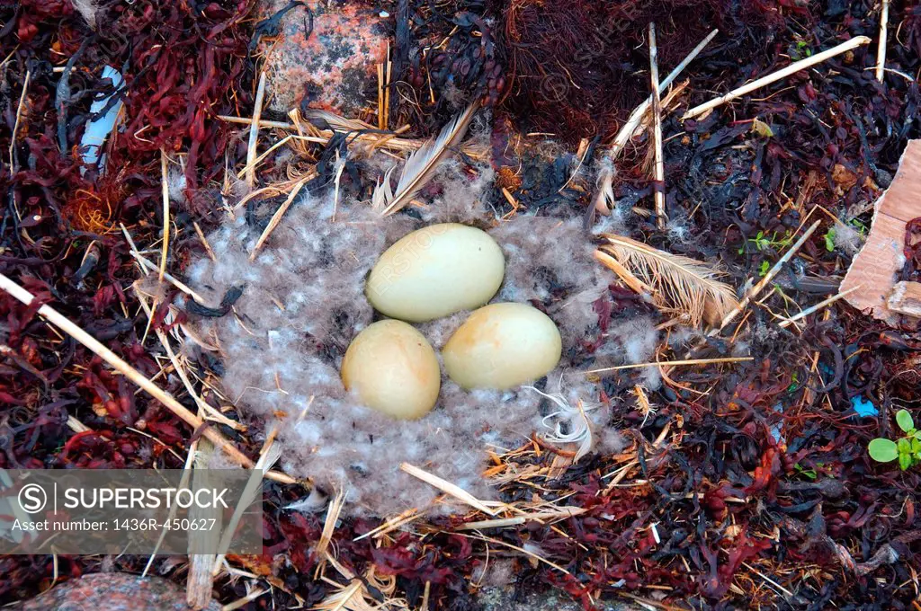 Nest with eggs of the Common Eider (Somateria mollissima), Kola Peninsula, Barents Sea, RussiaNest with eggs of the Common Eider (Somateria mollissima...