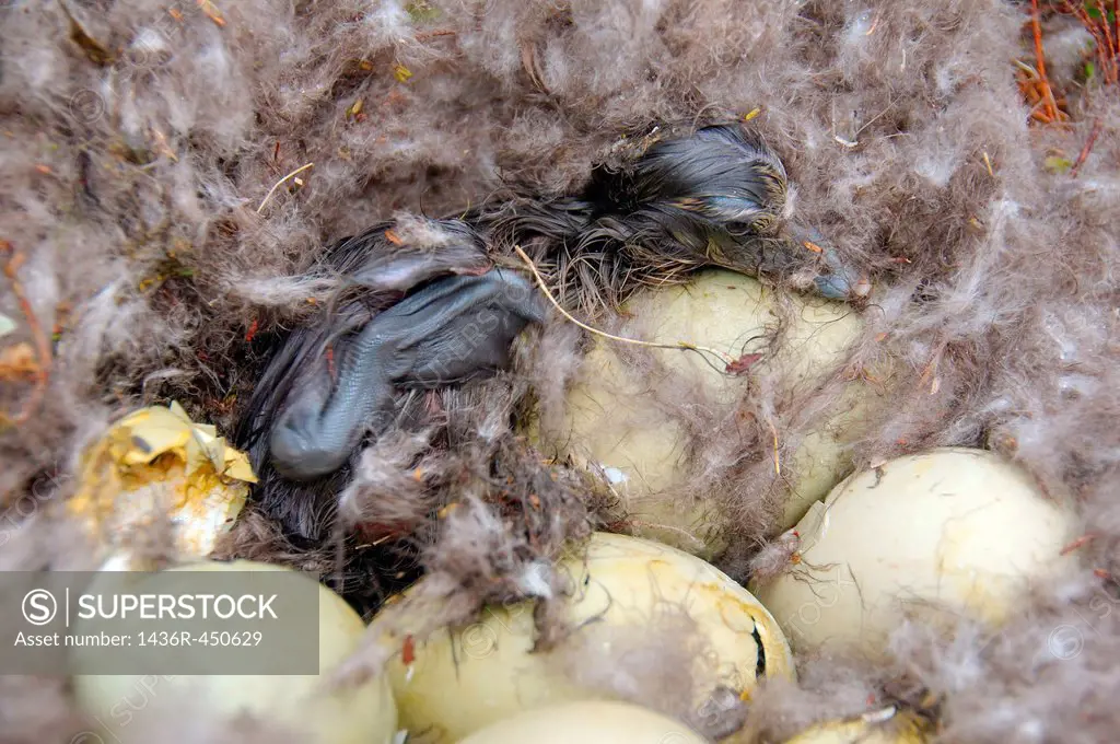 Nest with eggs of the Common Eider (Somateria mollissima), Kola Peninsula, Barents Sea, RussiaNest with eggs of the Common Eider (Somateria mollissima...
