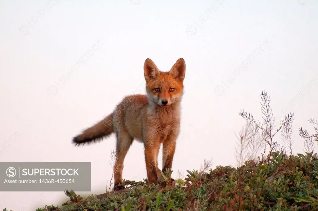 Red fox (Vulpes vulpes), young, Yermakov island, Ukraine, Eastern Europe.