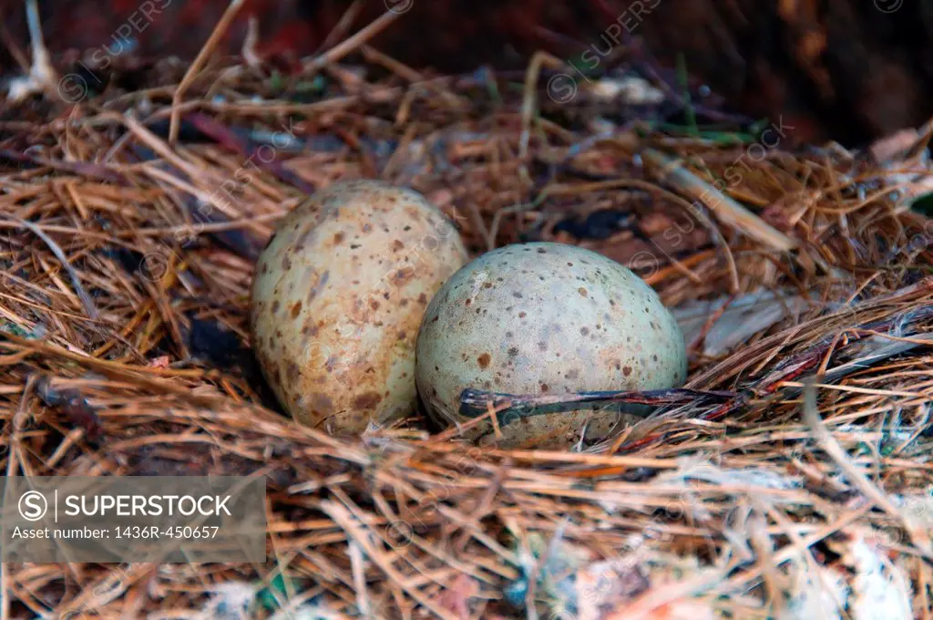 Gull's eggs, nest (Rissa tridactyla), at the Barents Sea, Russia, Arctic.