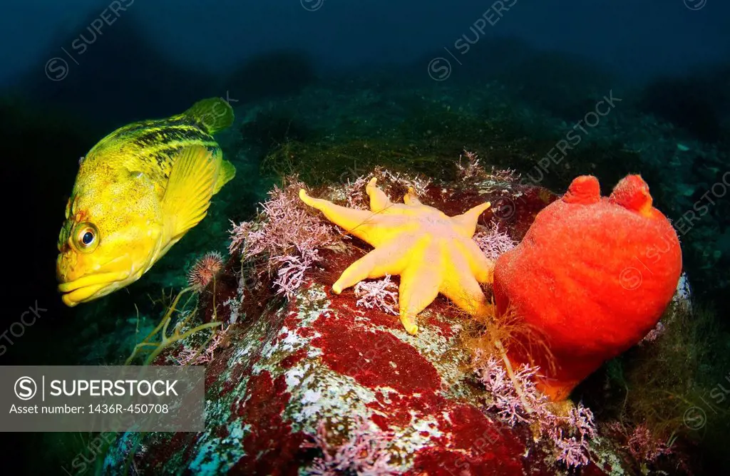 Yellow Rockfish or Three-stripe Rockfish (Sebastes Trivittatus), starphish Pacific sun star (Solaster pacificus), Ascidian (Halocynthia aurantinium). ...