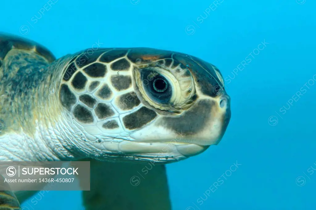 Portrait green sea turtle (Chelonia mydas), Red Sea, Hurghada, Egypt, Africa.
