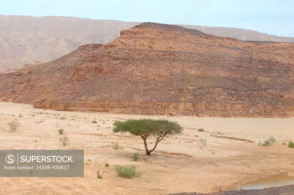 Acacia tree near the end of its range in the Desert, Sinai Peninsula, Egypt.