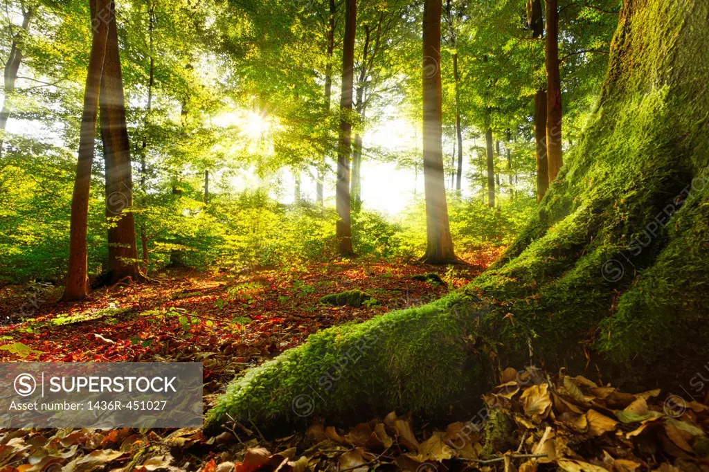 sunrays shining into a beech forest, mossy root in foreground leads into image, location:warstein, sauerland, germany