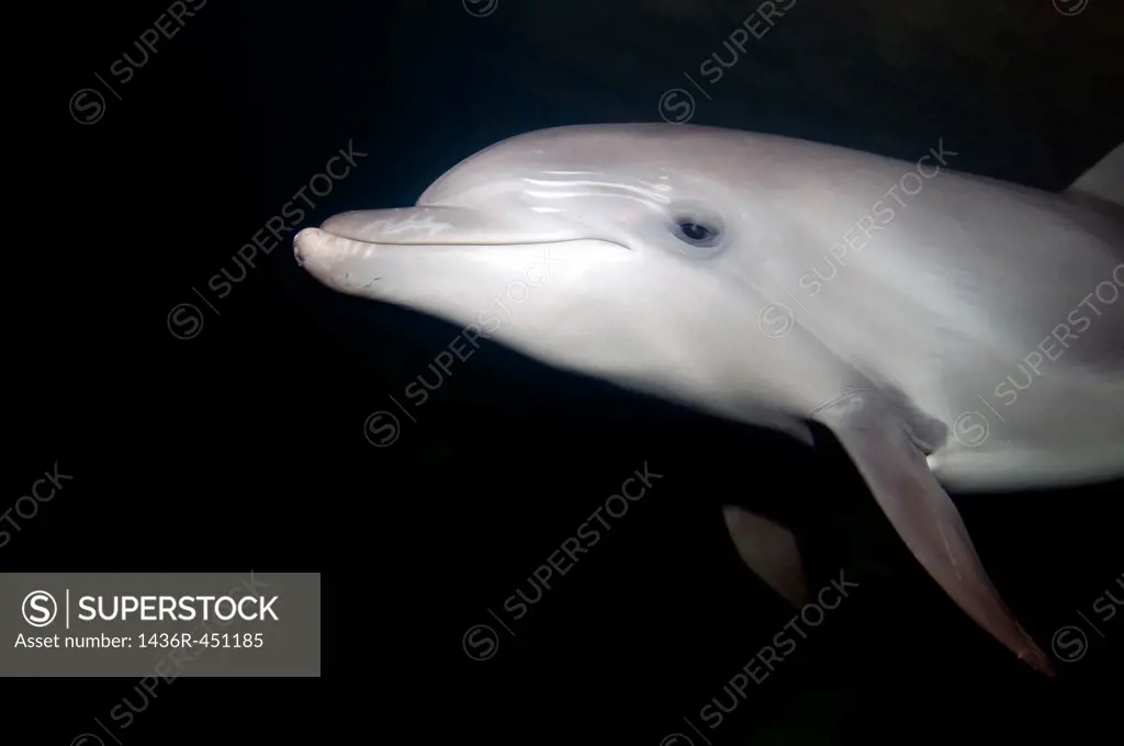 common bottlenose dolphin (Tursiops truncatus) Delphinarium, Odessa, Ukraine.