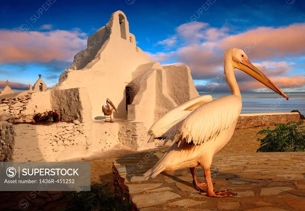 Paraportiani Greek Orthodox churches of Mykanos Chora with the Pelican town mascot Petros, Cyclades Islands, Greece.