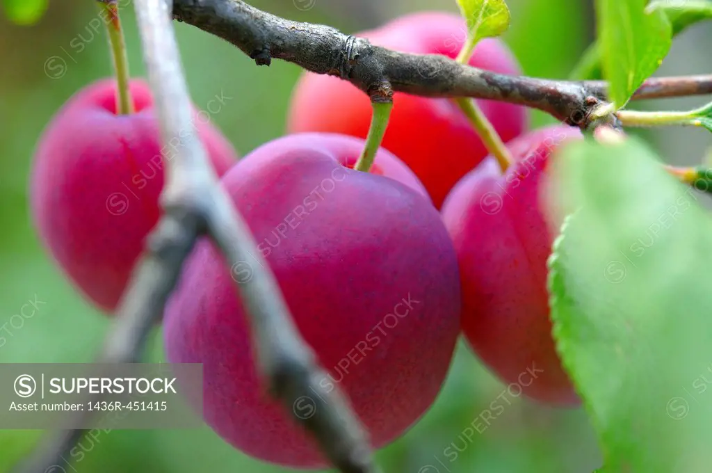 Victoria plums growing on a plum tree.