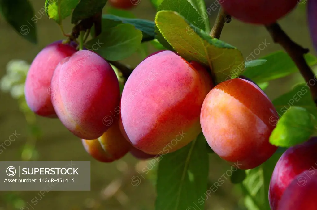 Victoria plums growing on a plum tree.