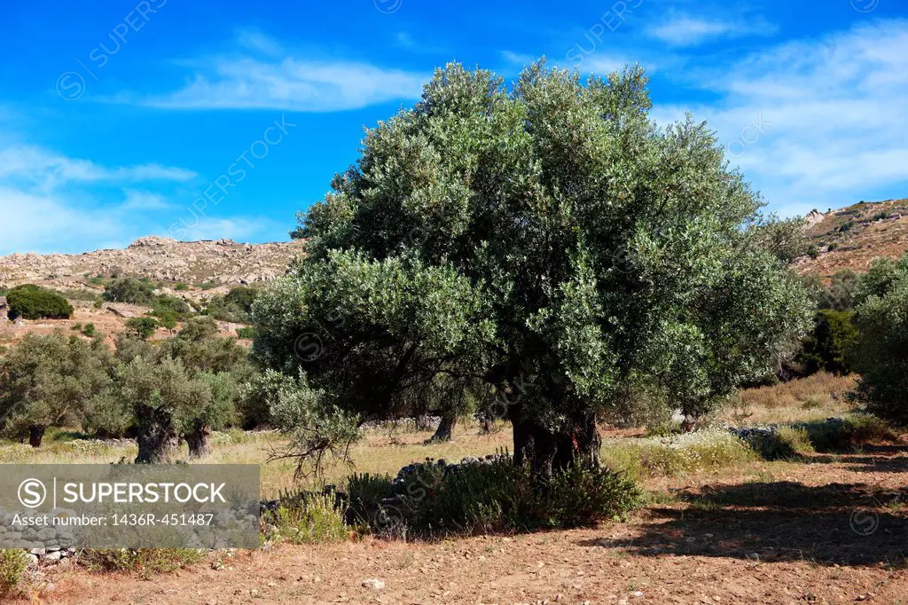 Olive trees of Naxos, Cyclades Islands, Greece.