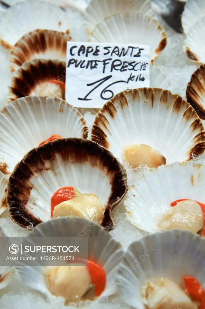 Fresh scallops in their shells on ice at Venice Fish market - Venice - Italy.