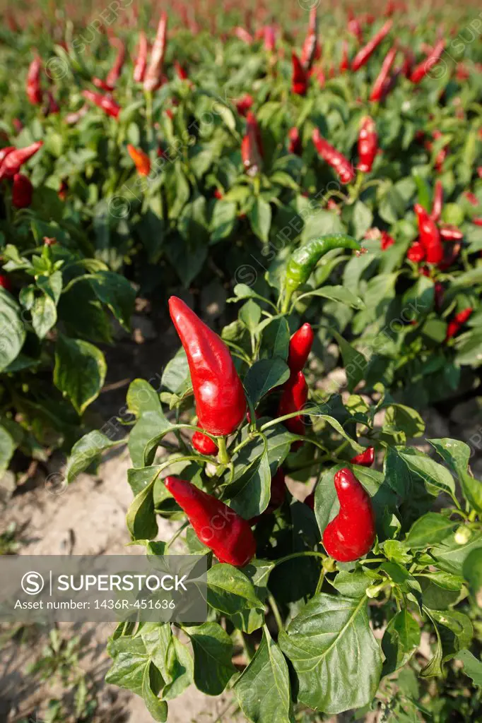Capsicum annuum or chili peppers being grown to make Hungarian paprika - Kalocsa Hungary.