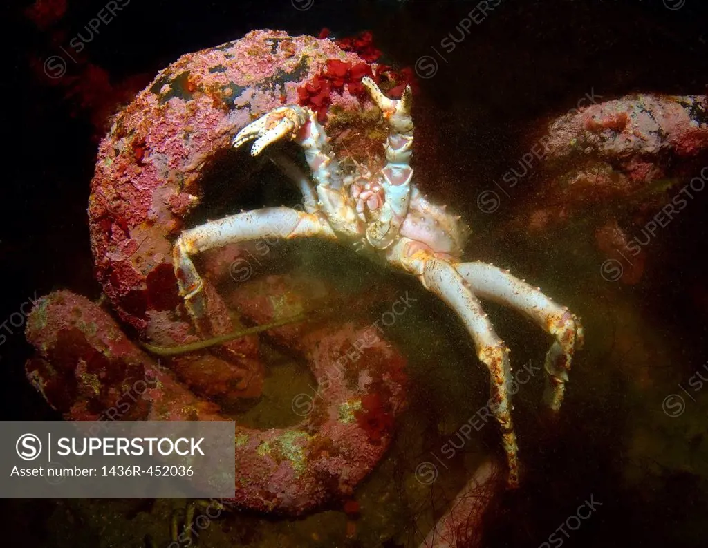 Red King Crab (Paralithodes camtschaticus), Arctic, Russia, Barents sea.