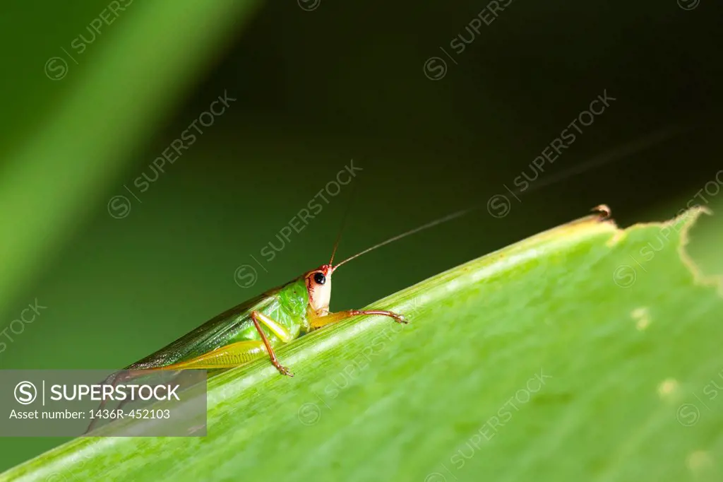Cricket / Grasshopper Species - Corkscrew Swamp Sanctuary - Naples, Florida.