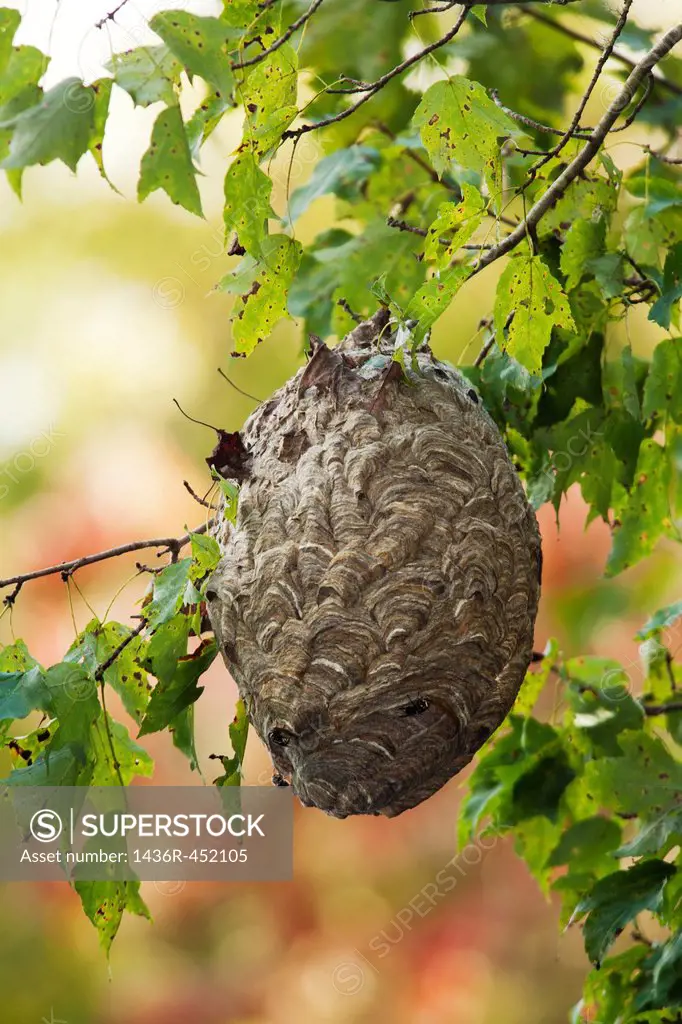 Paper Wasp Nest - Brevard, North Carolina USA.
