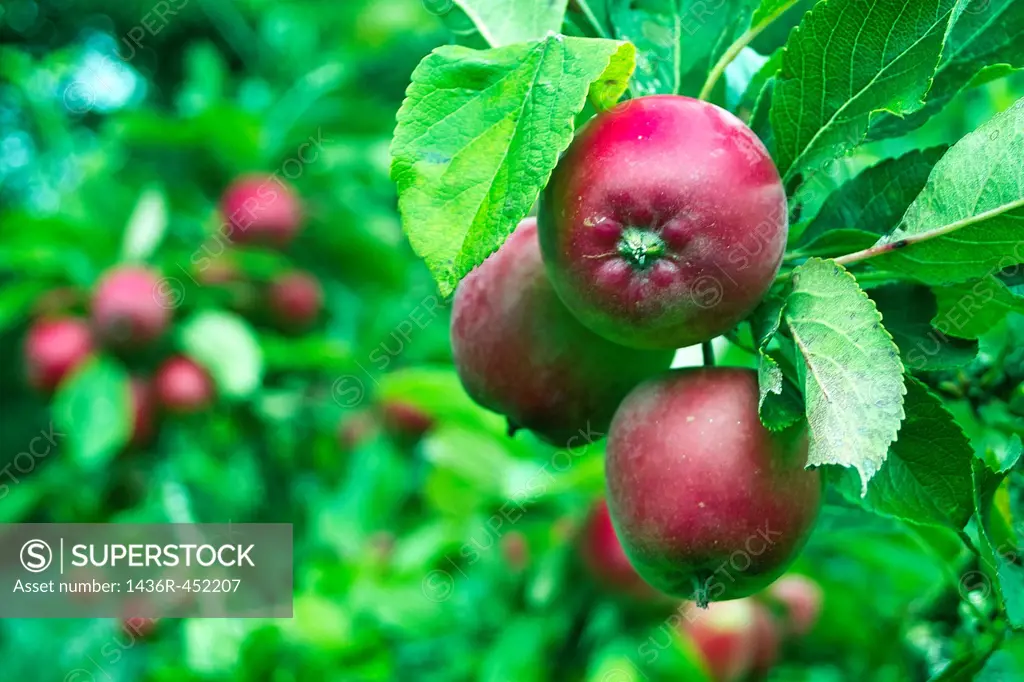 Apple tree laden with apples in a small garden orchard, County Westmeath, Ireland.