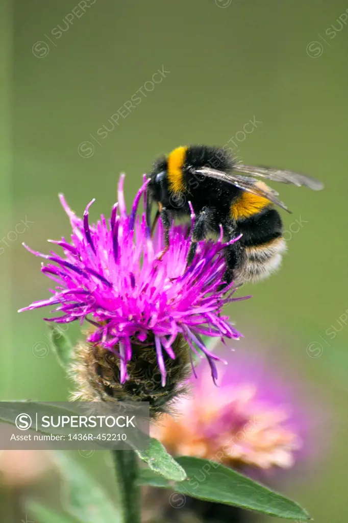 A foraging Common Bumble bee Bombus terrestris, County Westmeath, Ireland.