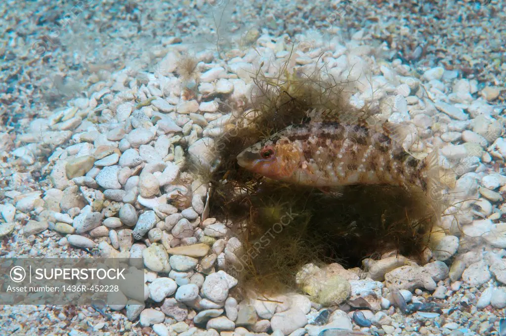 Fish Karraspio grisa (Symphodus cinereus) builds a nest. Black Sea, Crimea, Ukraine, Eastern Europe.
