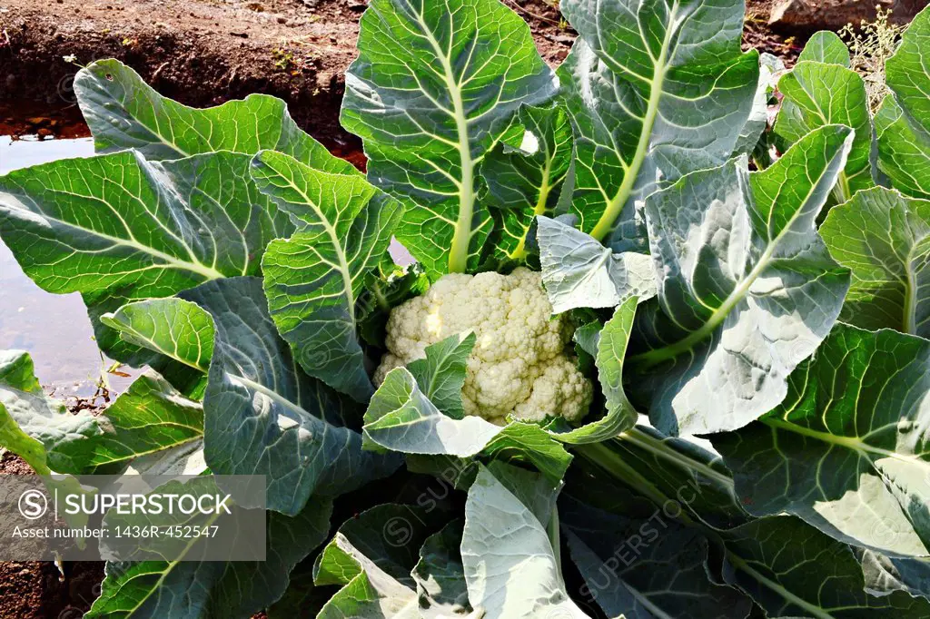 Cauliflower.The cauliflower is a variety of the species Brassica oleracea , in the Botrytis Group family Brassicaceae . It reproduces by seeds. It is ...