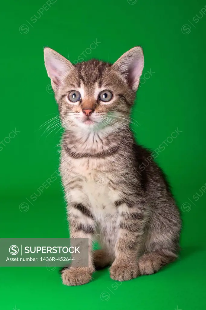 Domestic Cat Isolated on Green Background.