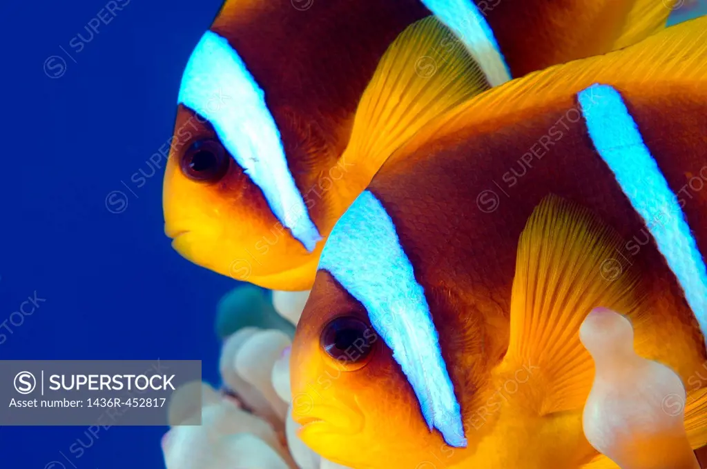 Clownfish or Twoband Anemonefish (Amphiprion bicinctus). Red sea, Egypt, Africa.