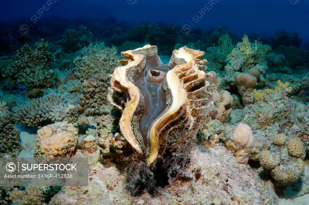 maxima clam or small giant clam (Tridacna Maxima) Red sea, Egypt, Africa.