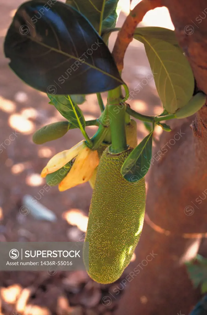Jackfruit (Artocarpus heteropyllus)