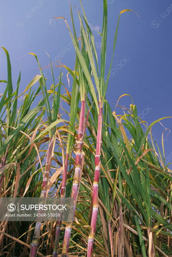 Sugar cane field. Dungarpur. Rajasthan. India