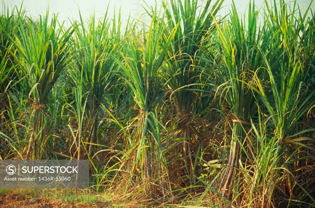 Sugar cane field. Punjab. India