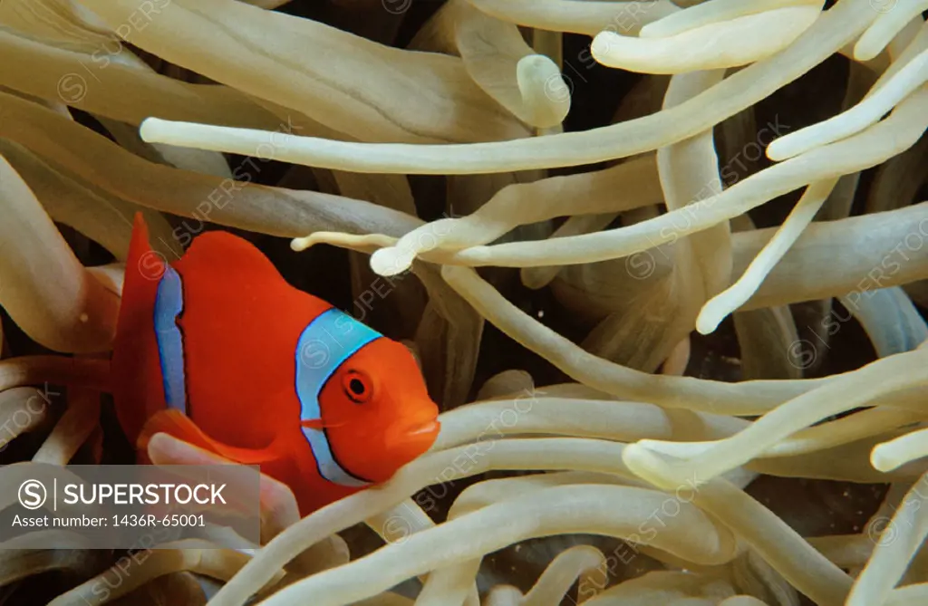 Anemonefish. Banda Sea. Indonesia.