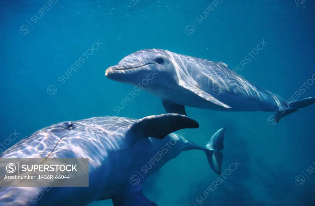 Bottlenose Dolphins (Tursiops truncatus). Anthony´s Keys Resort. Roatan. Bay Islands. Honduras.