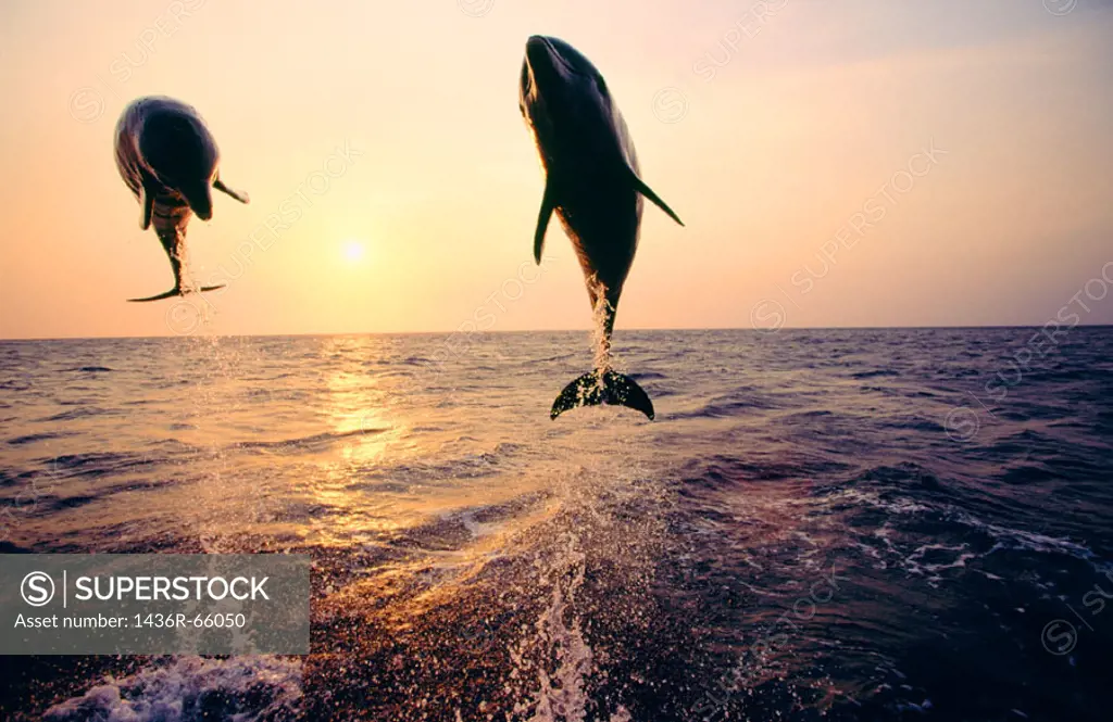 Bottlenose Dolphins (Tursiops truncatus). Anthony´s Keys Resort. Roatan. Bay Islands. Honduras.
