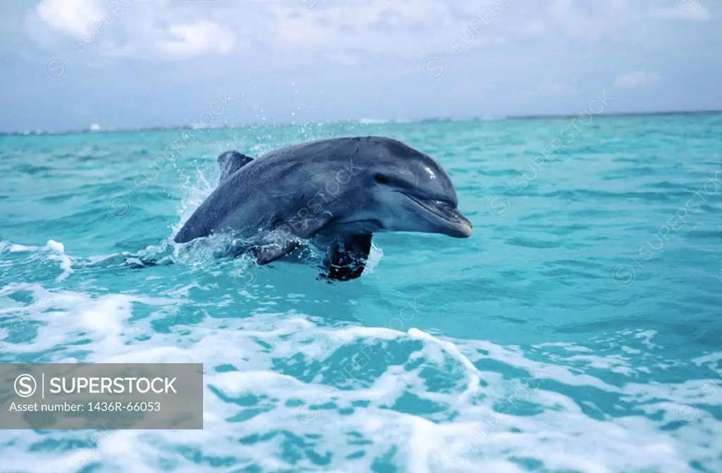 Bottlenose Dolphin (Tursiops truncatus). Anthony´s Keys Resort. Roatan. Bay Islands. Honduras.