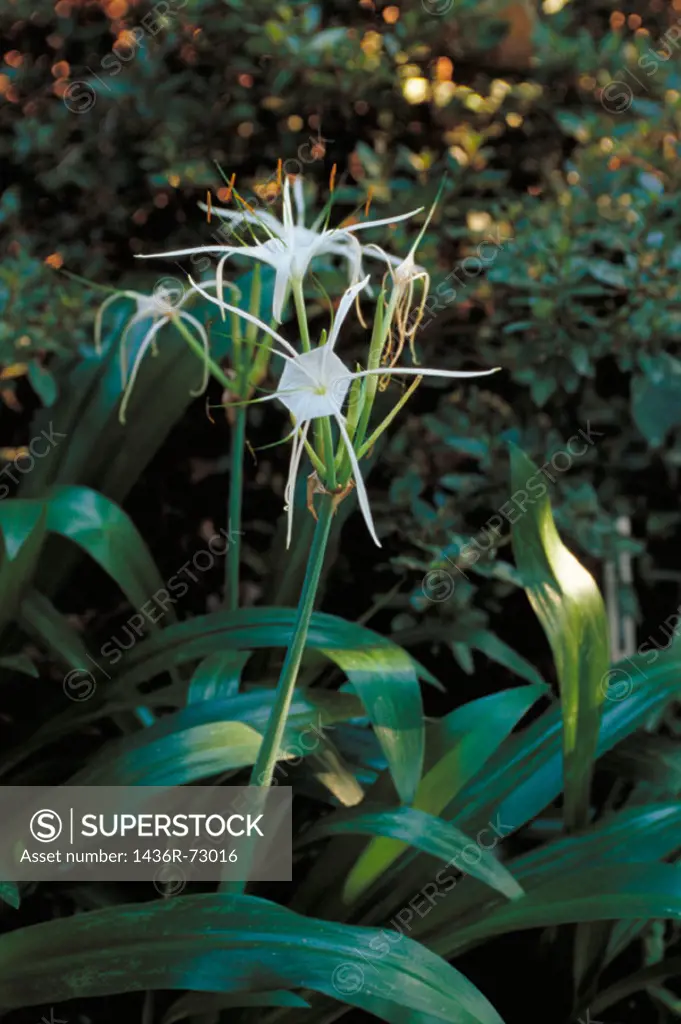 Spider Lilies (Hymenocallis Tropical Giant)