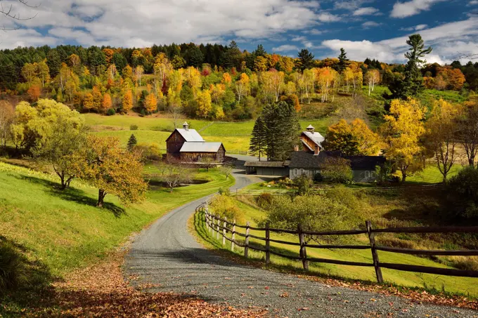 Bright Fall leaves around Sleepy Hollow Farm on Cloudland Road Woodstock Vermont.