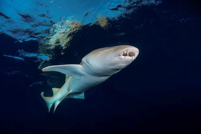 Tawny nurse sharks (Nebrius ferrugineus) swims under surface of the water.