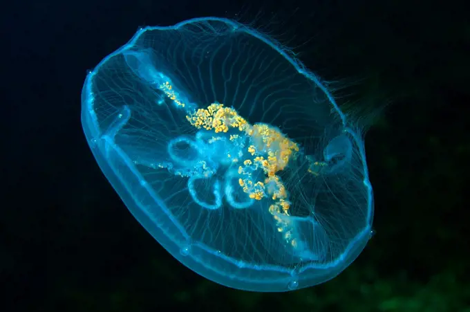 Common jellyfish (Aurelia aurita), Odessa, Black Sea, Ukraine, Eastern Europe.