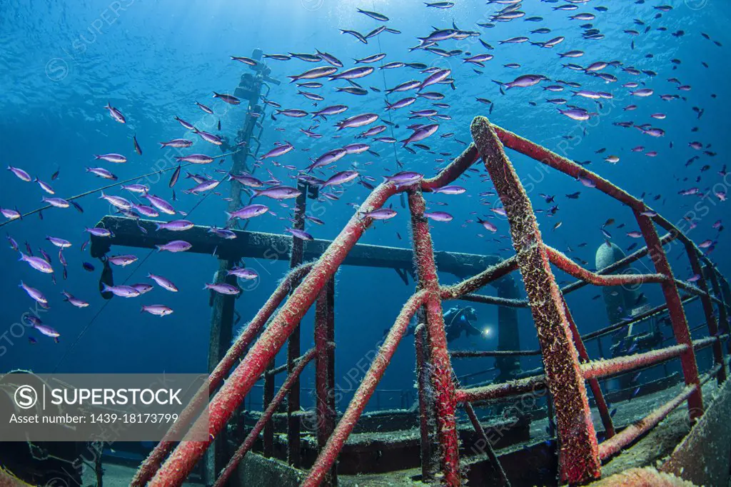 The Bahamas, Nassau, Underwater view of fish swimming around shipwreck